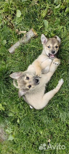 Щенки