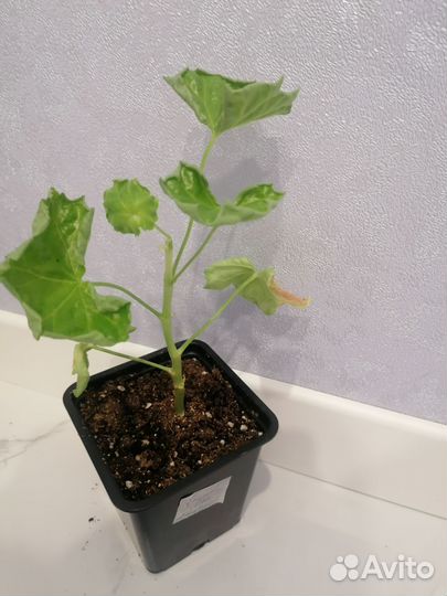 Пеларгонии сортовые