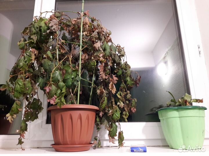 Комнатные цветы в заботливые руки