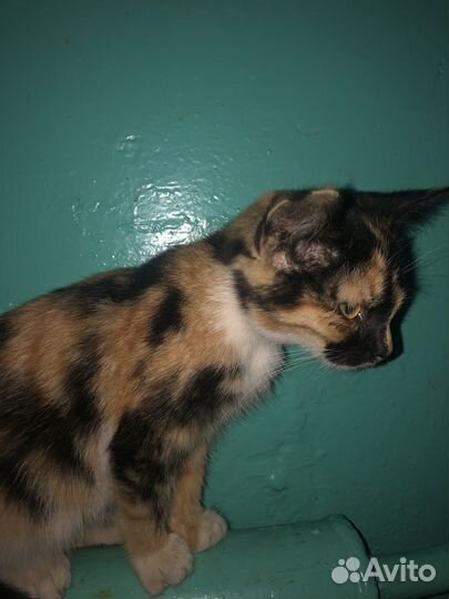 Кошки курильский бобтейл