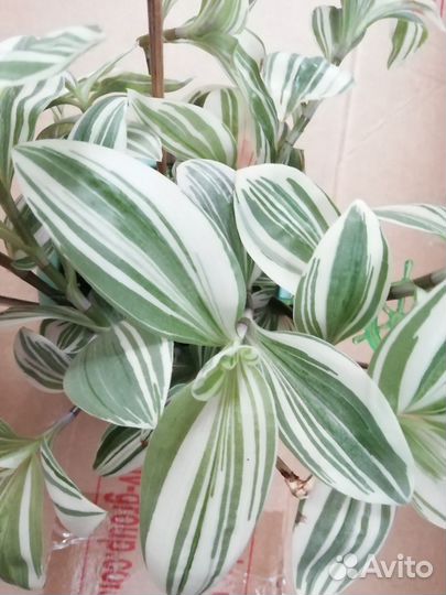 Традесканция крупнолистовая