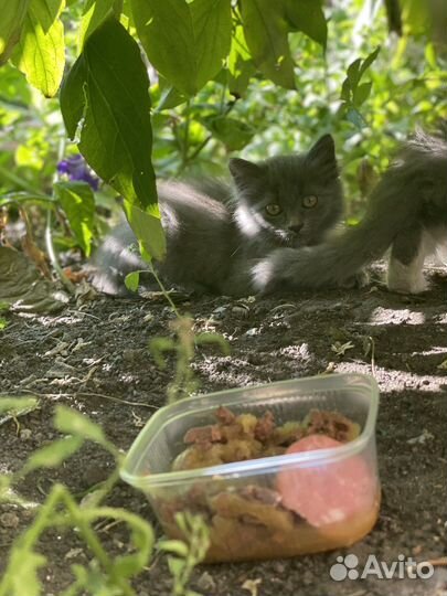 Бездомные котята
