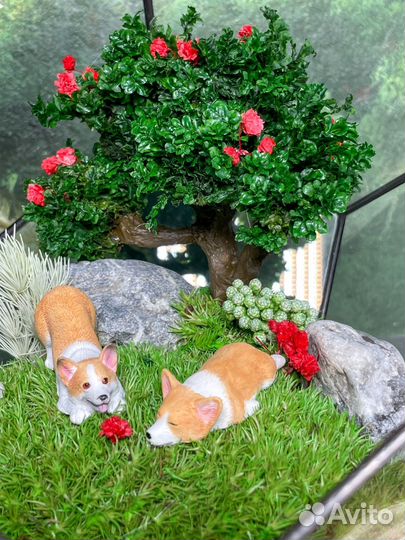 Флорариум корги моссариум собаки букет подарок