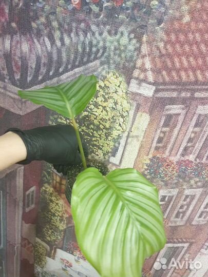 Калатея орбифолия