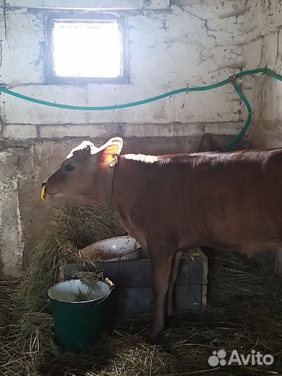 Коровы дойные, телочка, свиньи, бараны