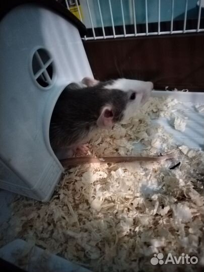 2 крысы с клеткой