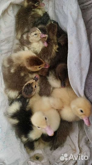 Индоутята с уточкой