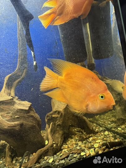 Рыба рифовый попугай