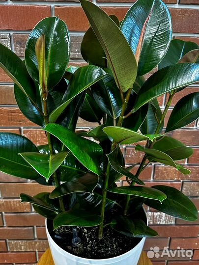 Фикус эластика Робуста