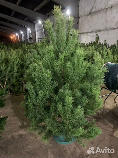 Ель сосна пихта