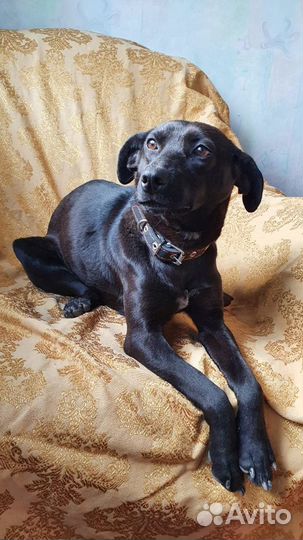 Кукла небольшая, молодая собачка ищет дом