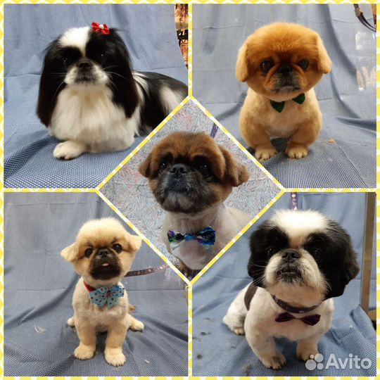 Уход за Вашими питомцами (стрижка, груминг)