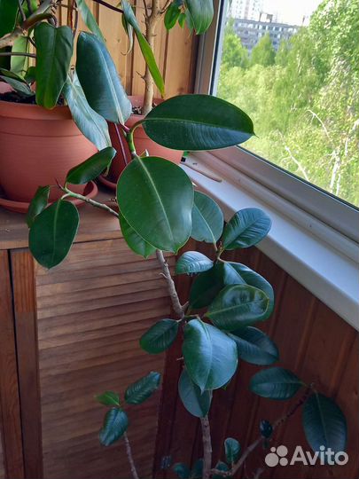 Фикус каучуконосный