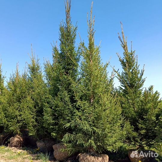 Ель обыкновенная 3+ м