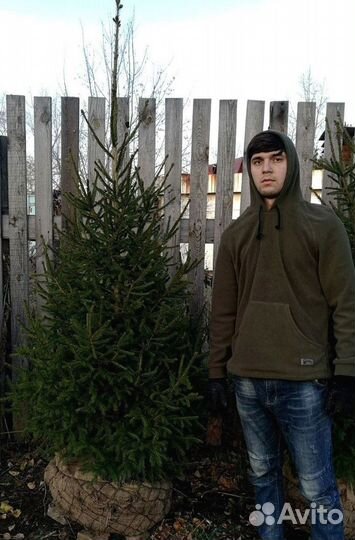 Саженцы сибирской ели экстра класс