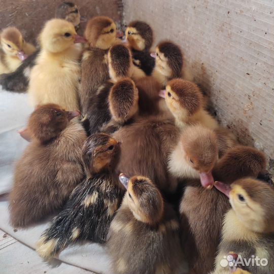 Мускусные утята