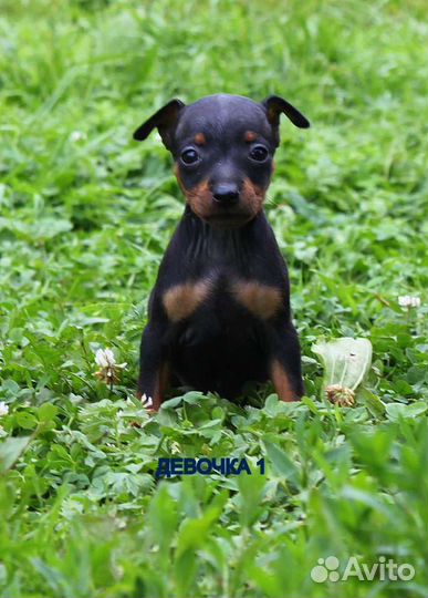 Щенки цвергпинчера