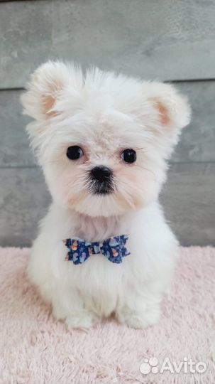 Вязка. Случка. Мальтезе мальчик