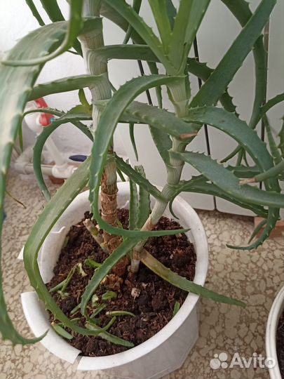 Алоэ столетник