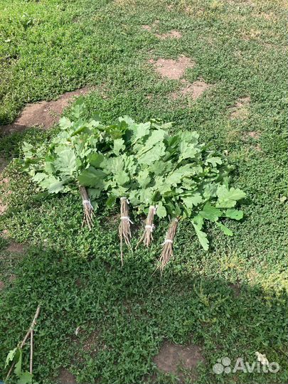 Веники дубовые