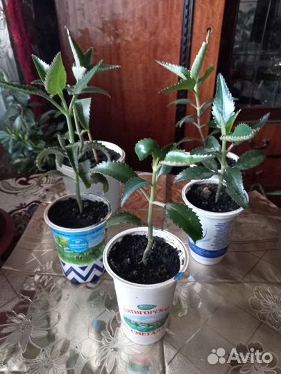 Продаю цветы комнатные