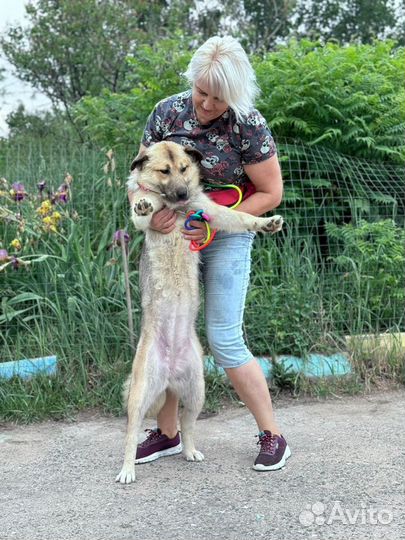 Собака Лампа. Свет в твоем окне. Приют Некрасовка