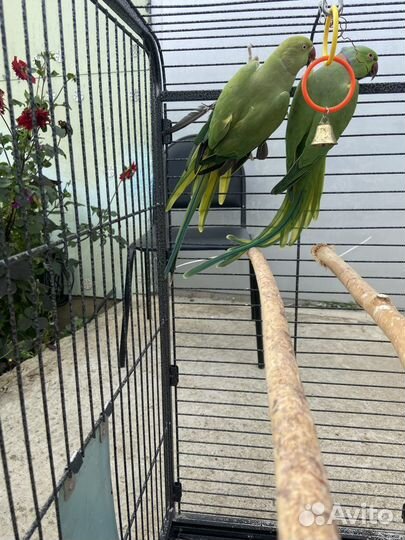Ожереловые попугаи пара