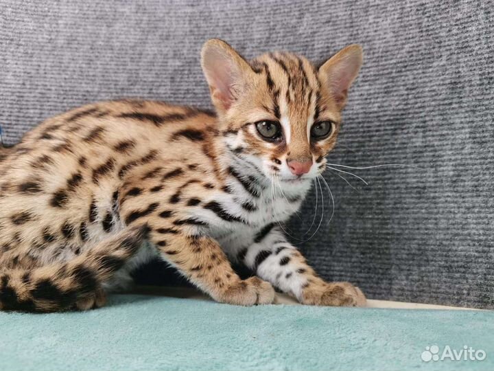 Азиатская леопардовая кошка f0