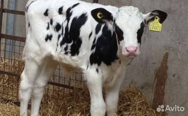 Бычки телята