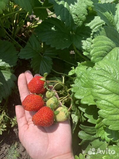 Рассада клубники вьющейся