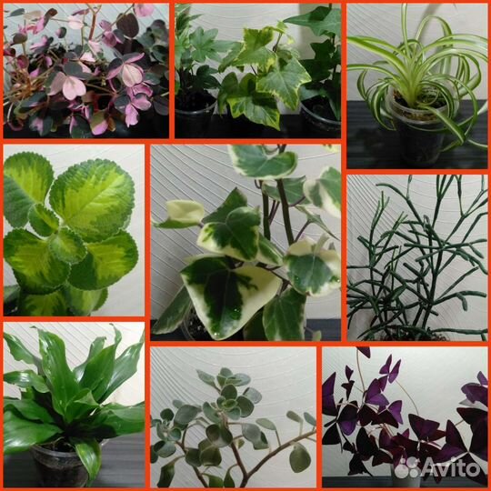 Оксалис, драцена, крестовник, драцена