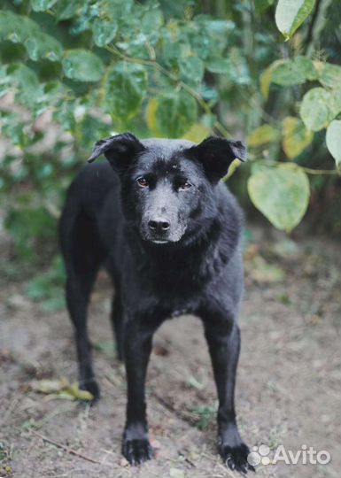 Собака в добрые руки. Пушок ищет дом