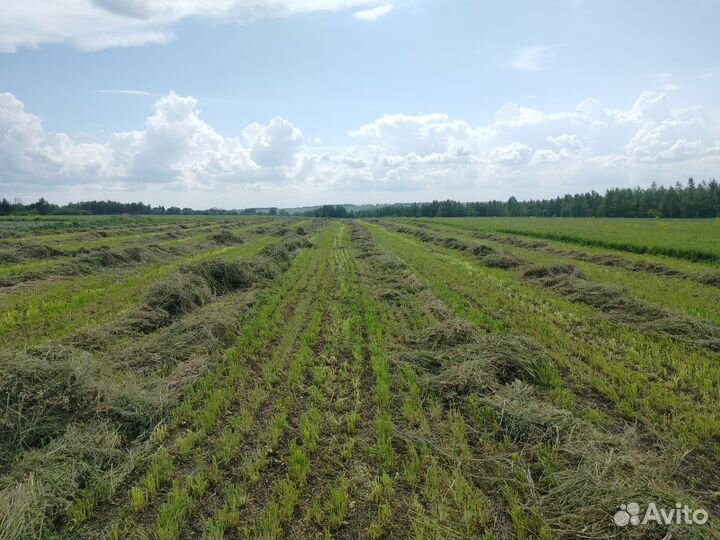 Сено в тюках