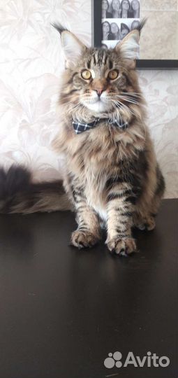 Вязка Мейн-Кун