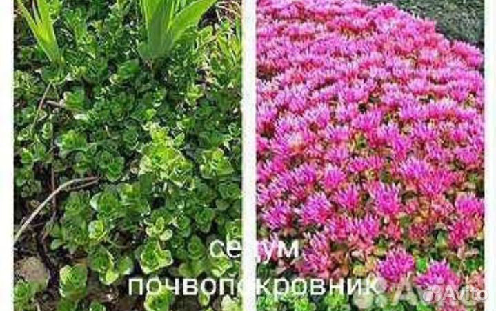 Цветы садовые многолетники