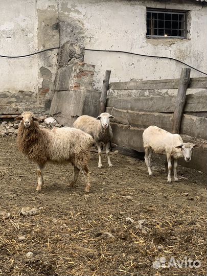 Овцы ягнята
