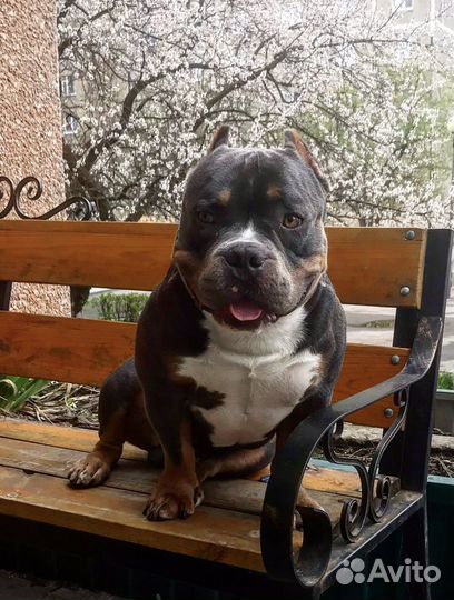 Американский Булли,вязка