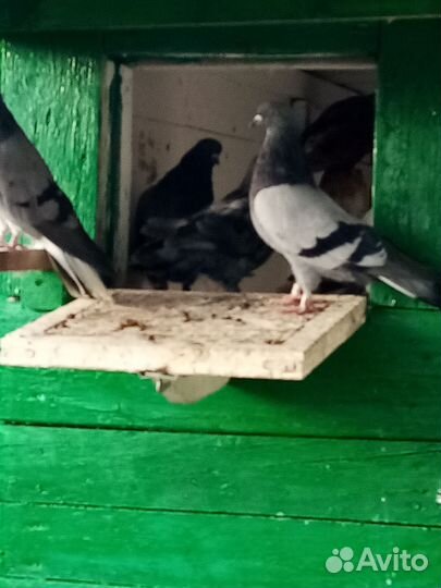 Продажа голубей