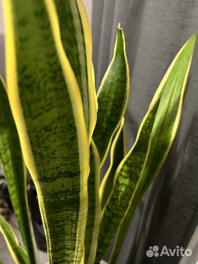 Сансевиерия