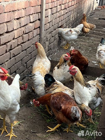 Молодые петухи