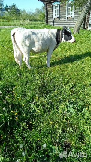 Продается телка