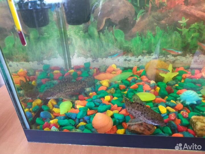 Украшения для аквариума