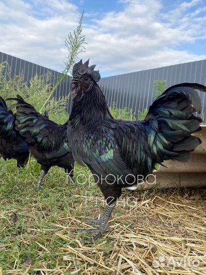 Петух ухейилюй