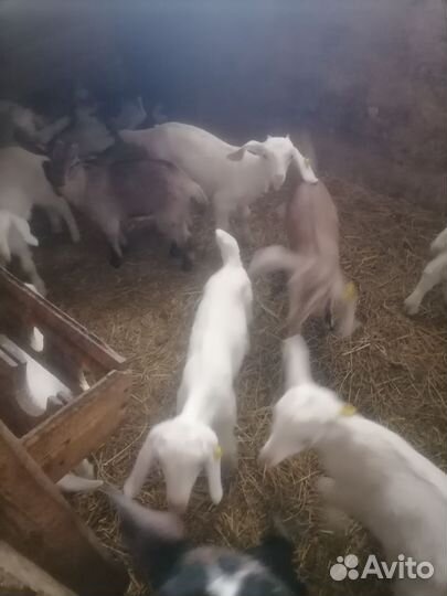 Козочки, козлята Заанкнской породы, Нубийцы