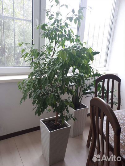 Фикус бенджамина