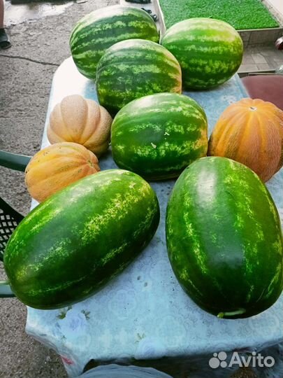 Арбуз оптом