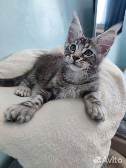 Котёнок Мейн-кун полидакт