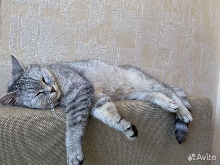 Кошка в дар