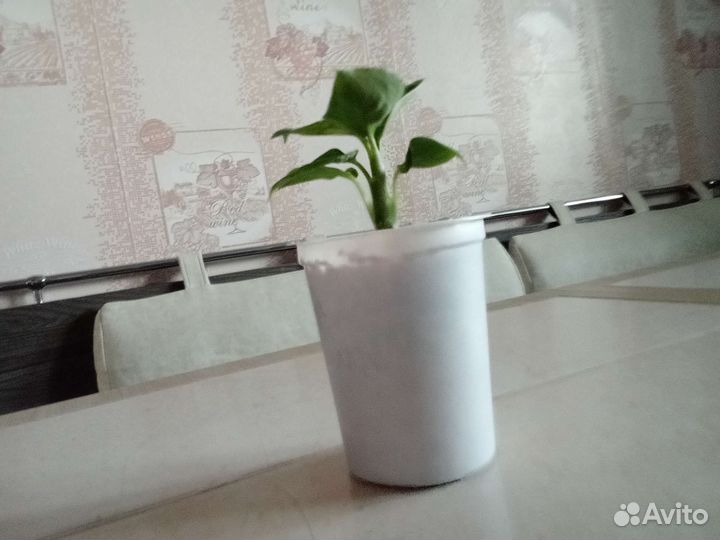 Диффенбахия камилла