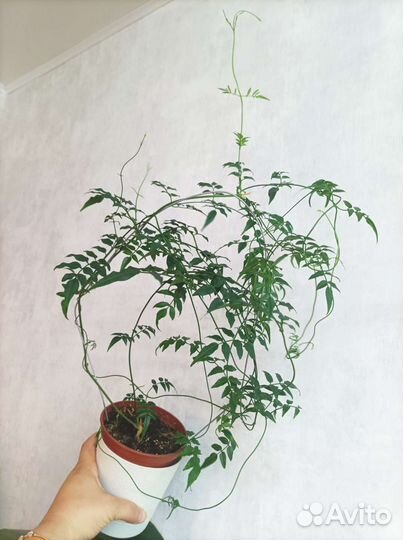 Комнатный жасмин